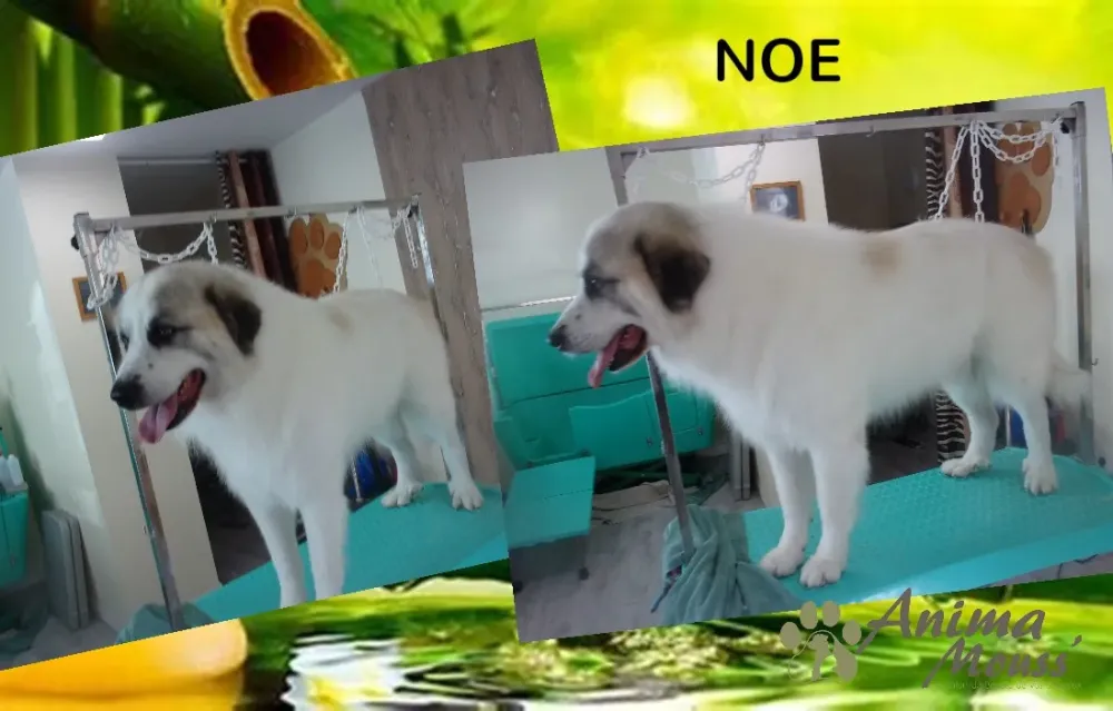 chien grooming station