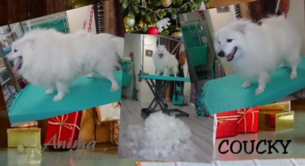 chien grooming-station