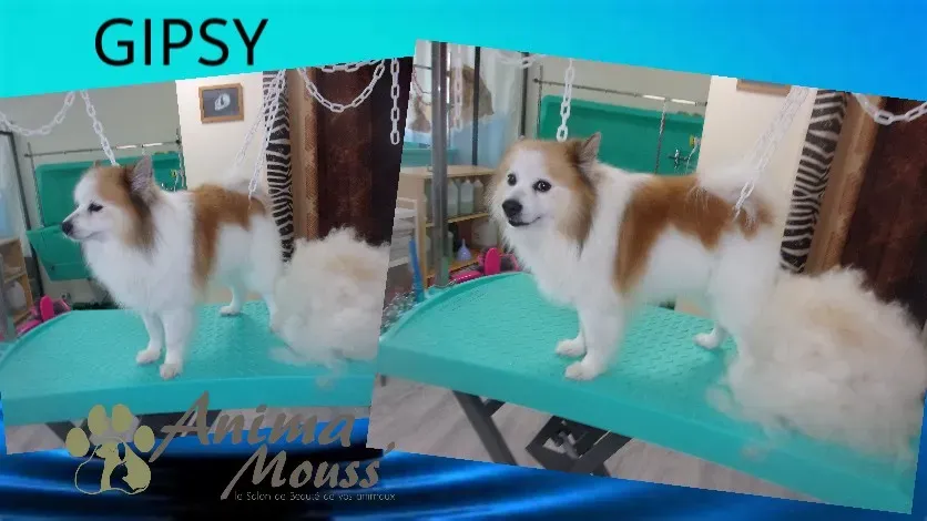 grooming station chien