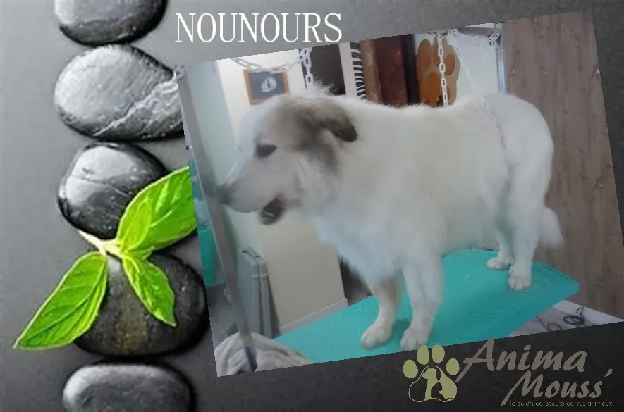 grooming station service