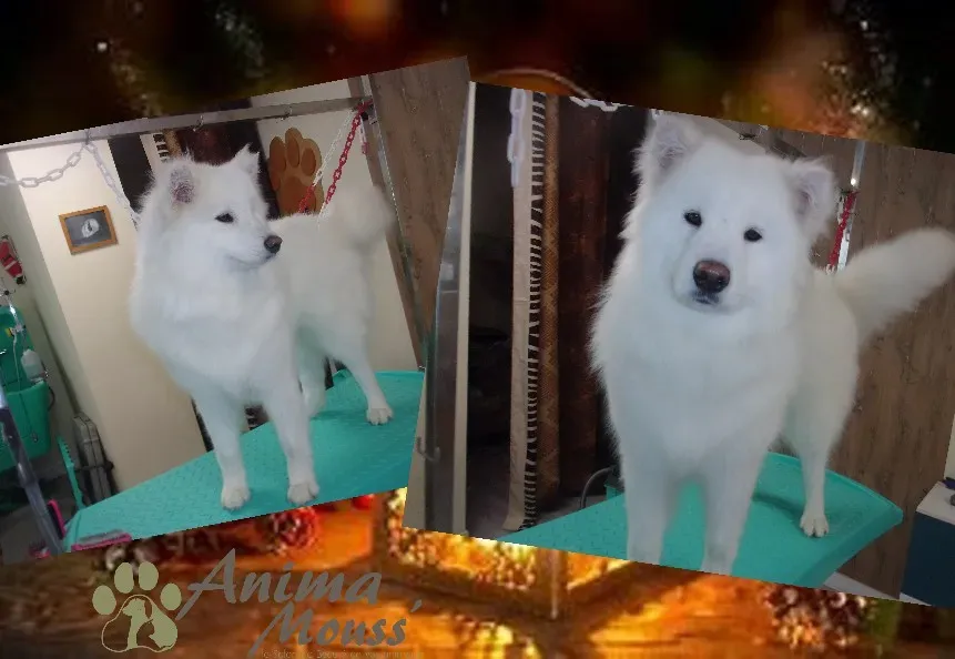 grooming-station chien