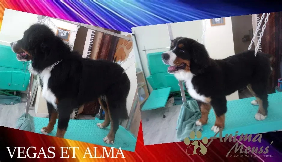 service grooming station