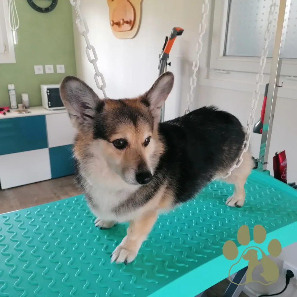 Toilettage canin professionnel à Rouillac