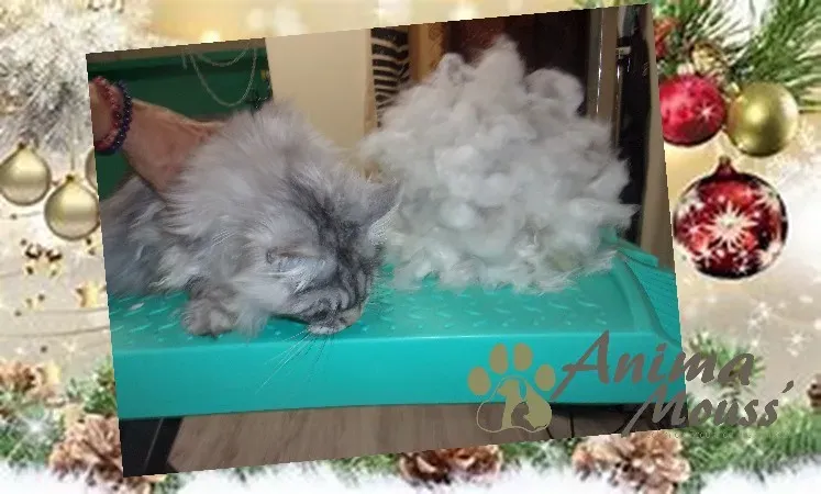 Toilettage chat poil long à Rouillac